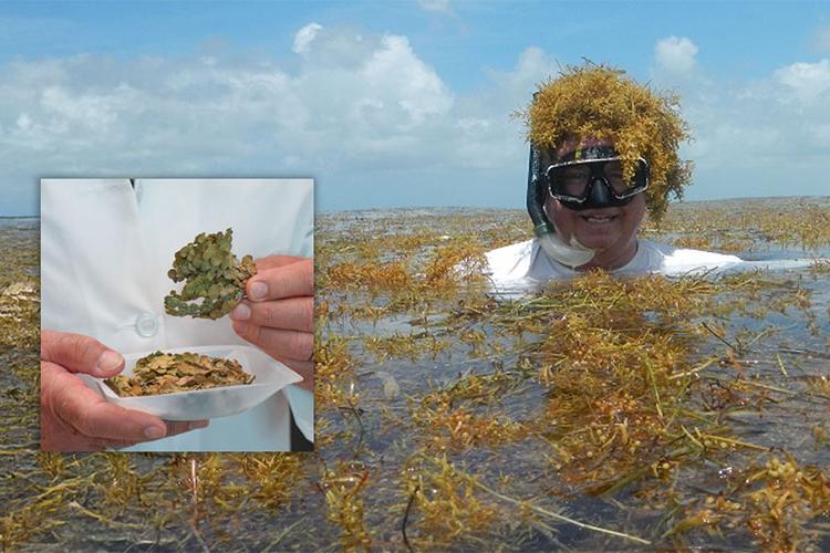 The Stinky Seaweed Struggle